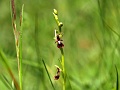 38_Ophrys mouche_1